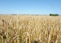 Norge kan forbyde GMO-afgrøder fra EU – for Danmark er situationen en anden…
